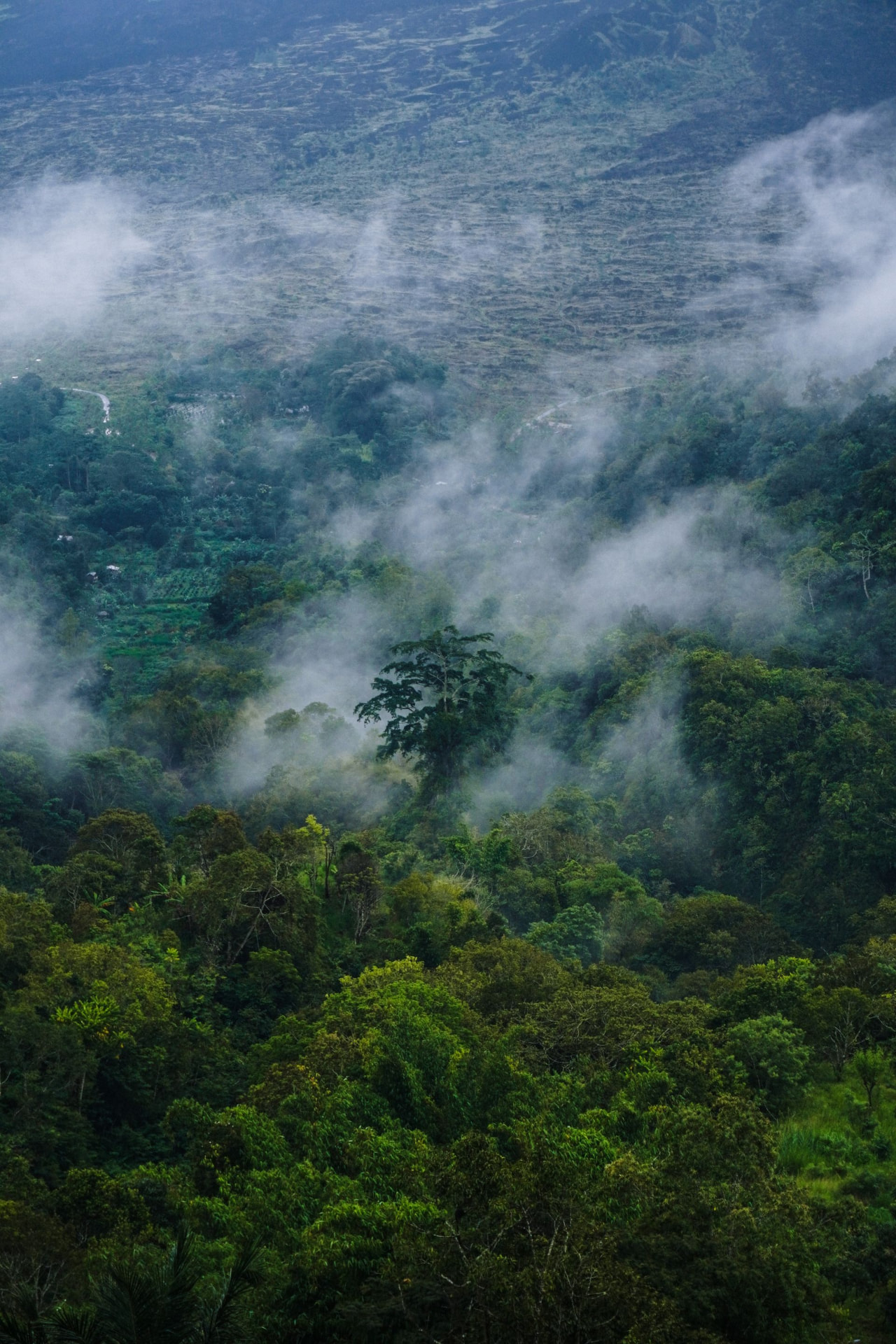 Bwindi, Uganda