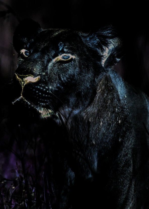 Daniel K., Big Cat Specialist